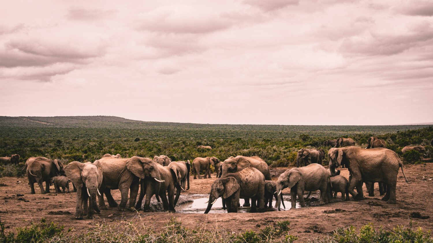 Wildlife Photography Workshops in Uganda
