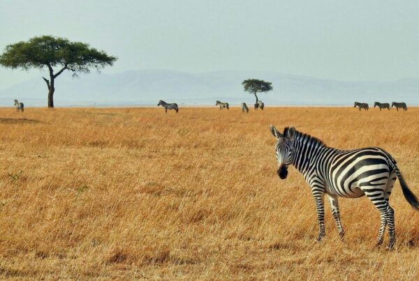 Uganda safari half term