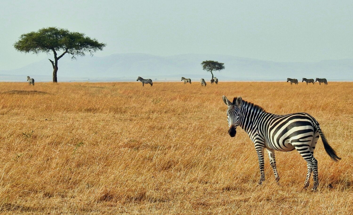 Uganda safari half term