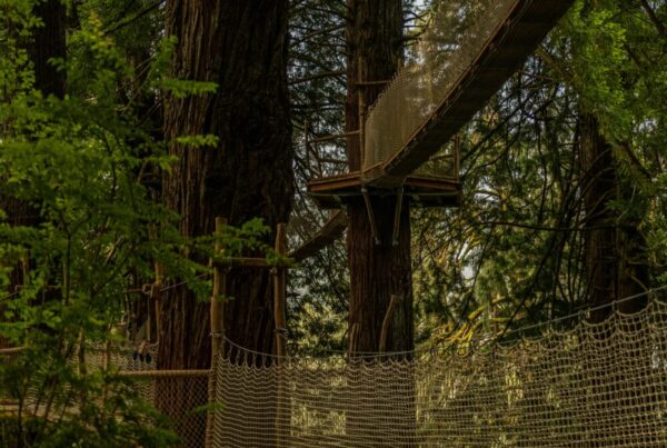 Canopy Walk at Kibale Forest