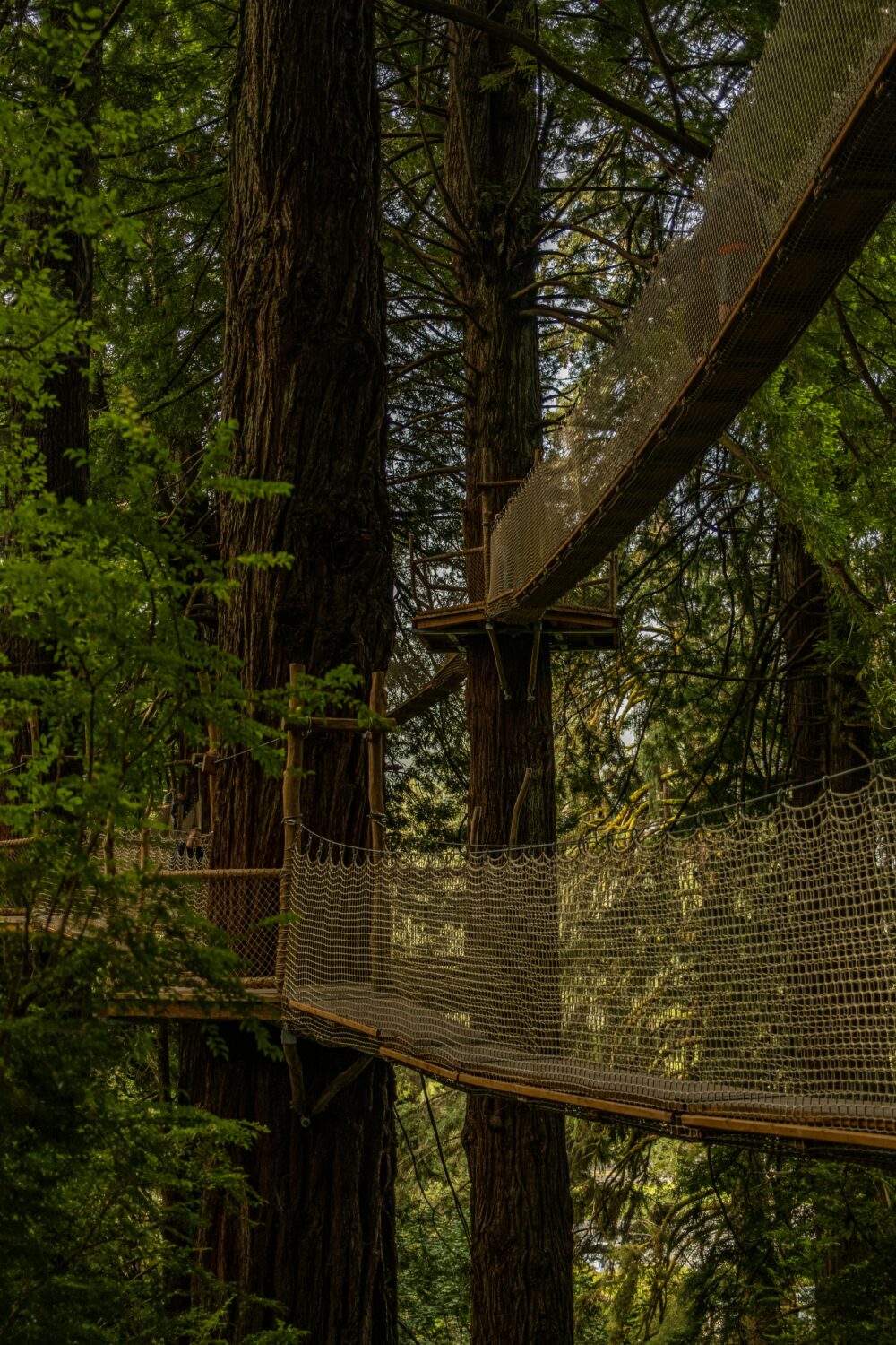 Canopy Walk at Kibale Forest