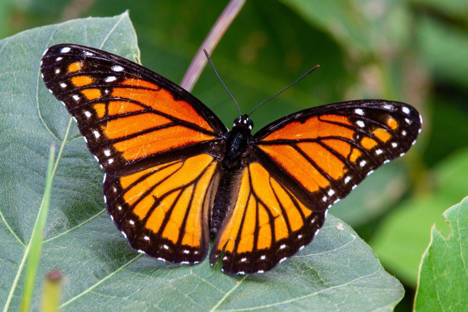 butterflies of Uganda