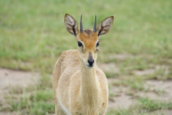 October safari at Murchison Falls