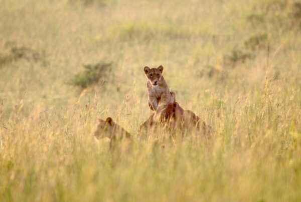 September safari at Murchison Falls