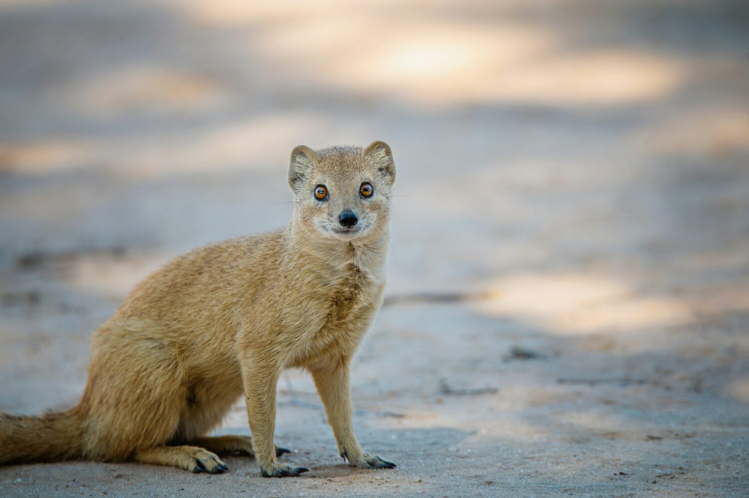 mongoose species of Uganda