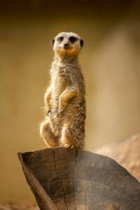 mongoose species of Uganda
