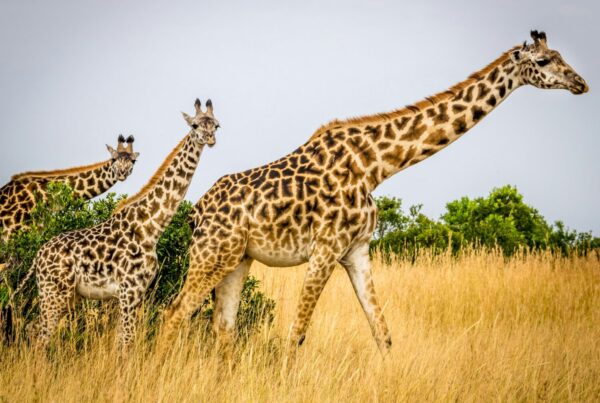 November safari at Murchison Falls