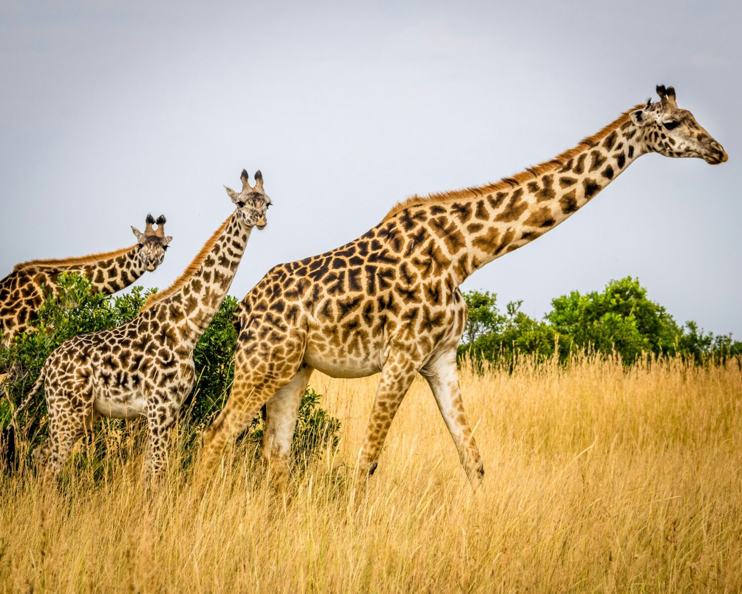 November safari at Murchison Falls